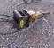 2016 Atlas Copco SB 452 Attachment